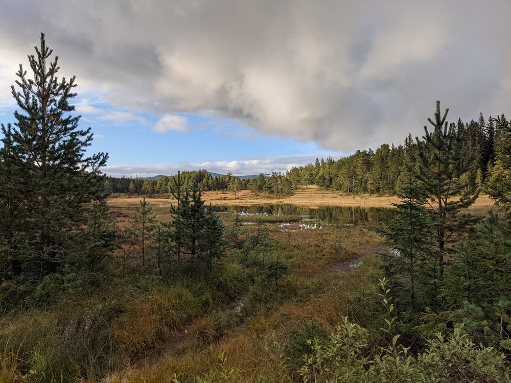 Widok na leśny staw