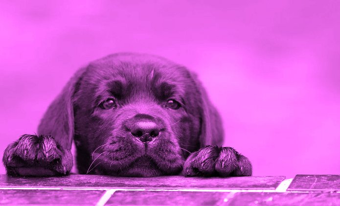 a black puppy on a purple background