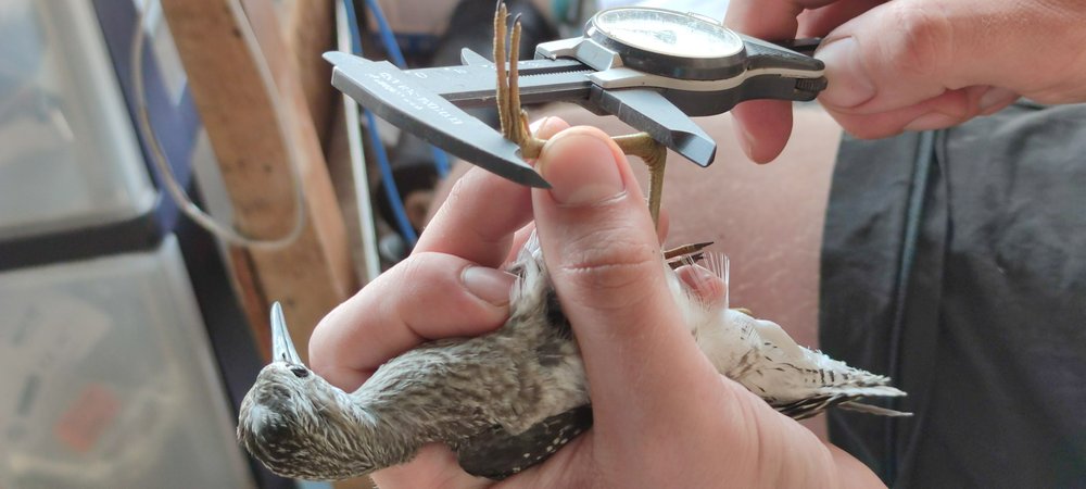 obrączkowanie ptaka 