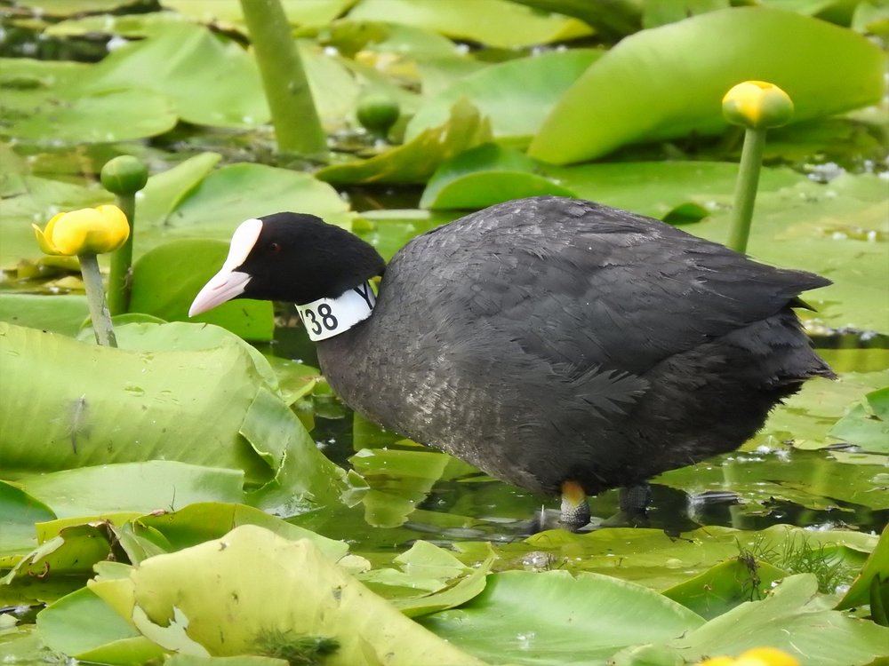 Szary ptak z czarną główką na nenufarach