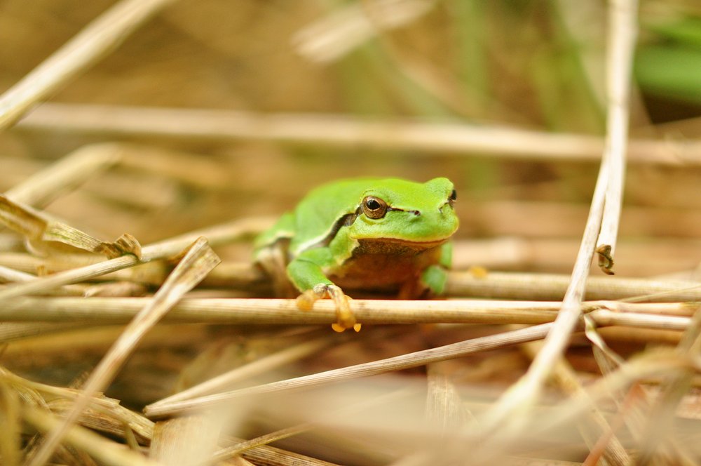 Zielona żaba