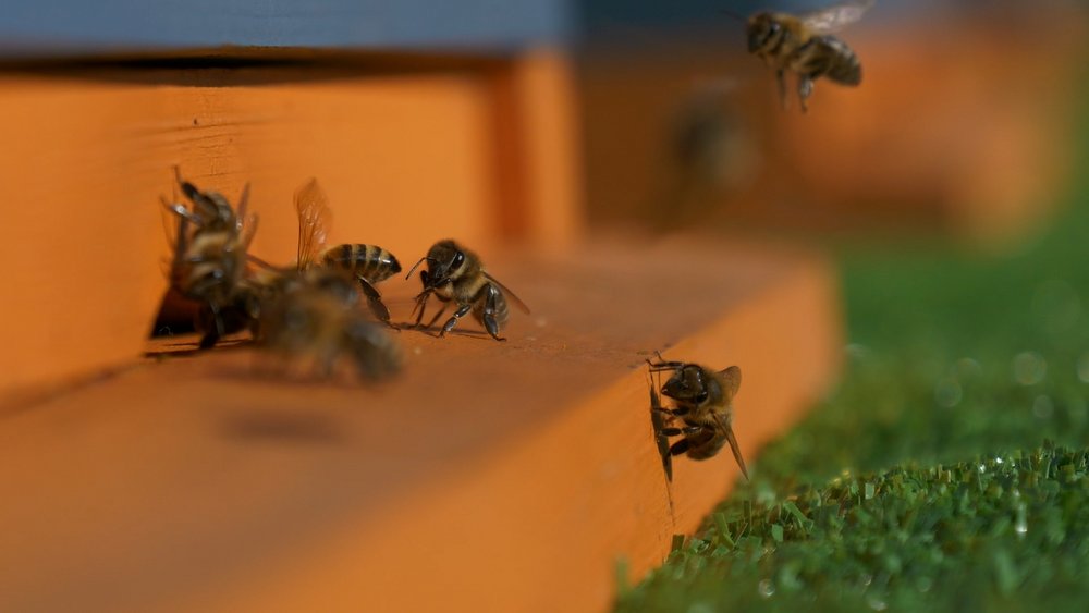 Pszczoły przy wylotce