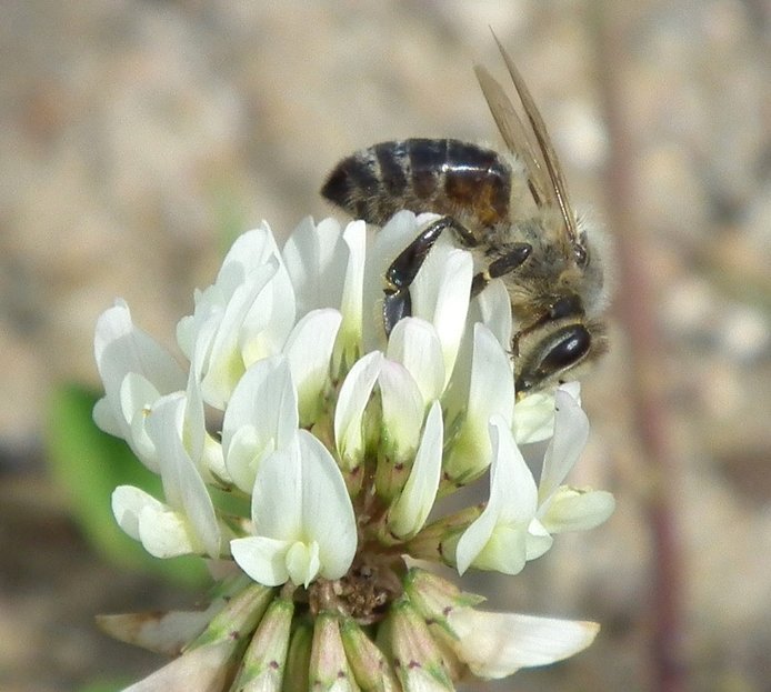 Pszczoła na kwiacie