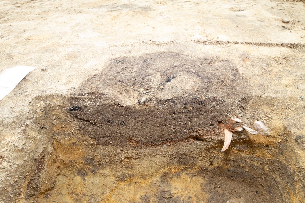 Zagłębienie w gruncie z zębami świni