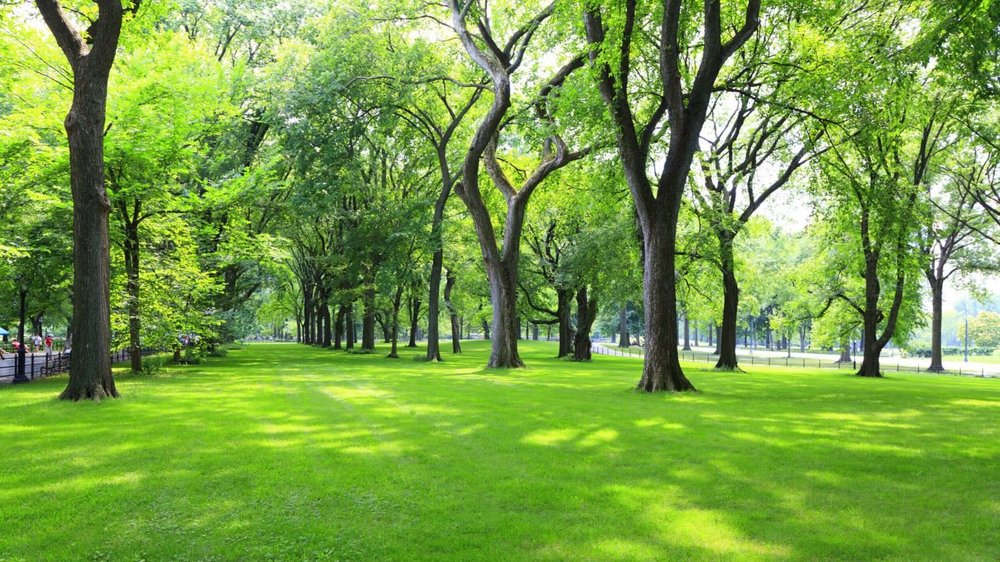zdjęcie zieleni w mieście