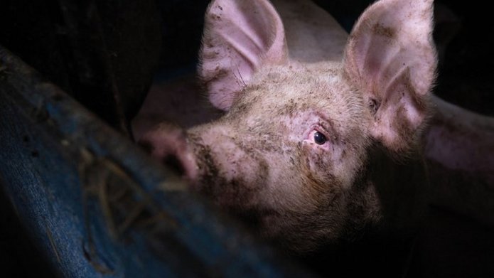 fot. Konrad Lozinski (We Animals)