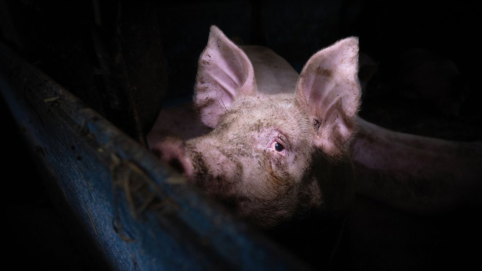 fot. Konrad Lozinski (We Animals)