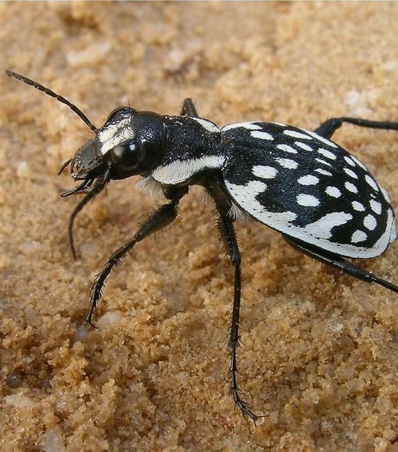 jeden z omawianych w audycji owadów