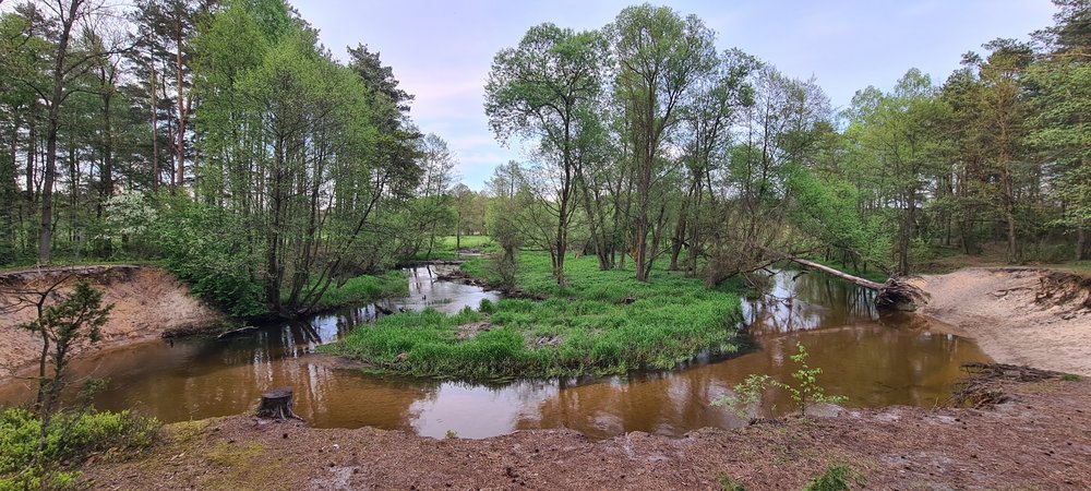 Zakole rzeki Grabi wśród drzew 
