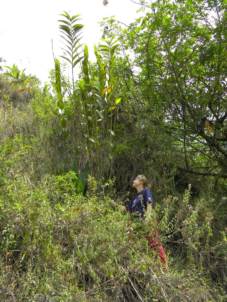 Marta Kolanowska w dżungli