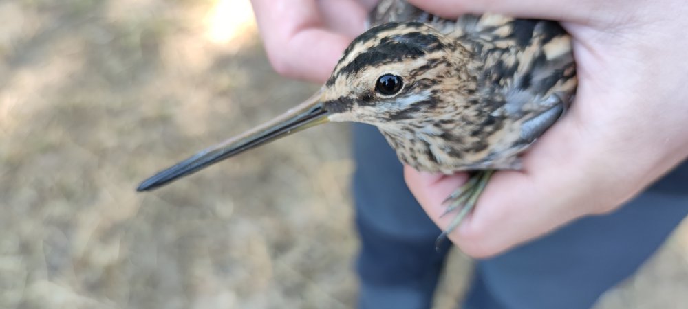 zaobrączkowany ptak