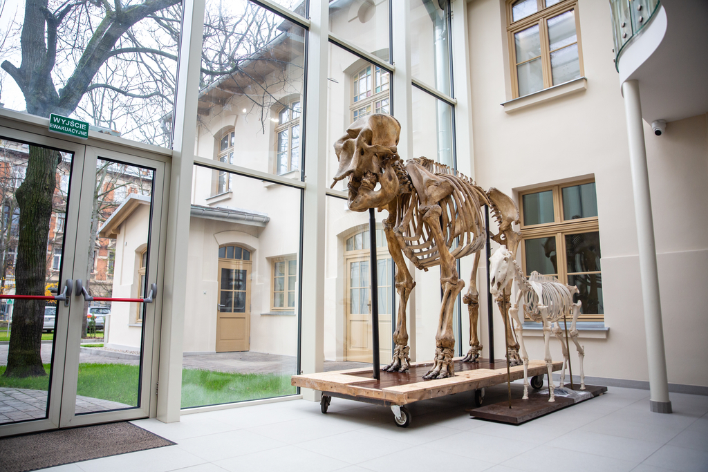 Szkielet w Muzeum Przyrodniczym UŁ