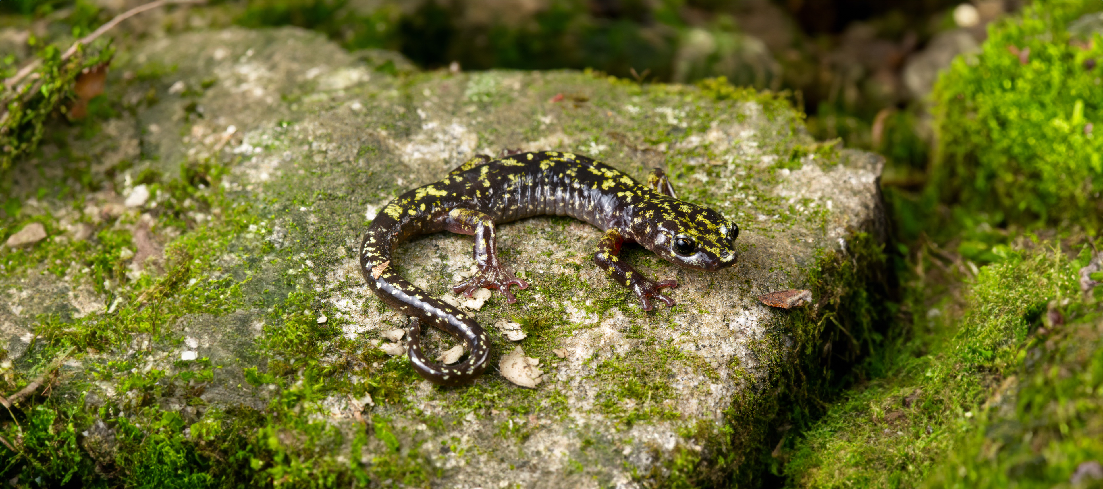 salamandra Aneides caryaensis
