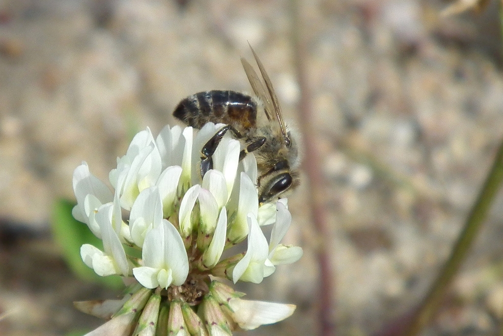 Pszczoła na kwiacie
