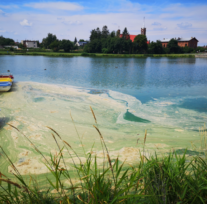 Sinice w zbiorniku w Strykowie