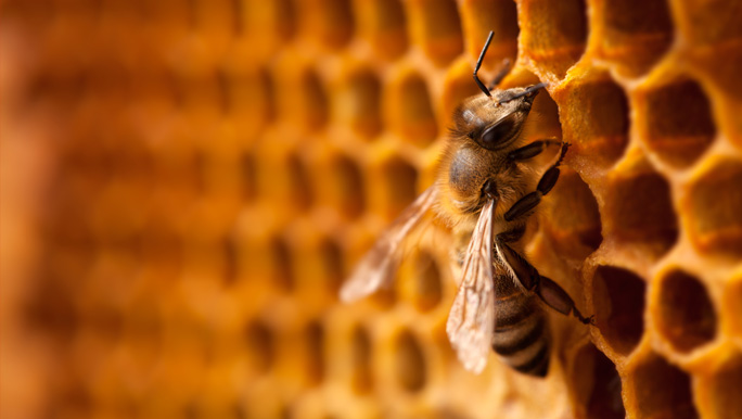 pszczoła na plastrze miodu