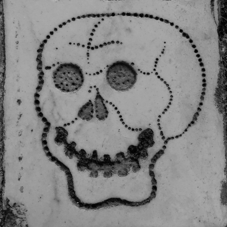 Czaszka, fot. Tomasz Ferenc