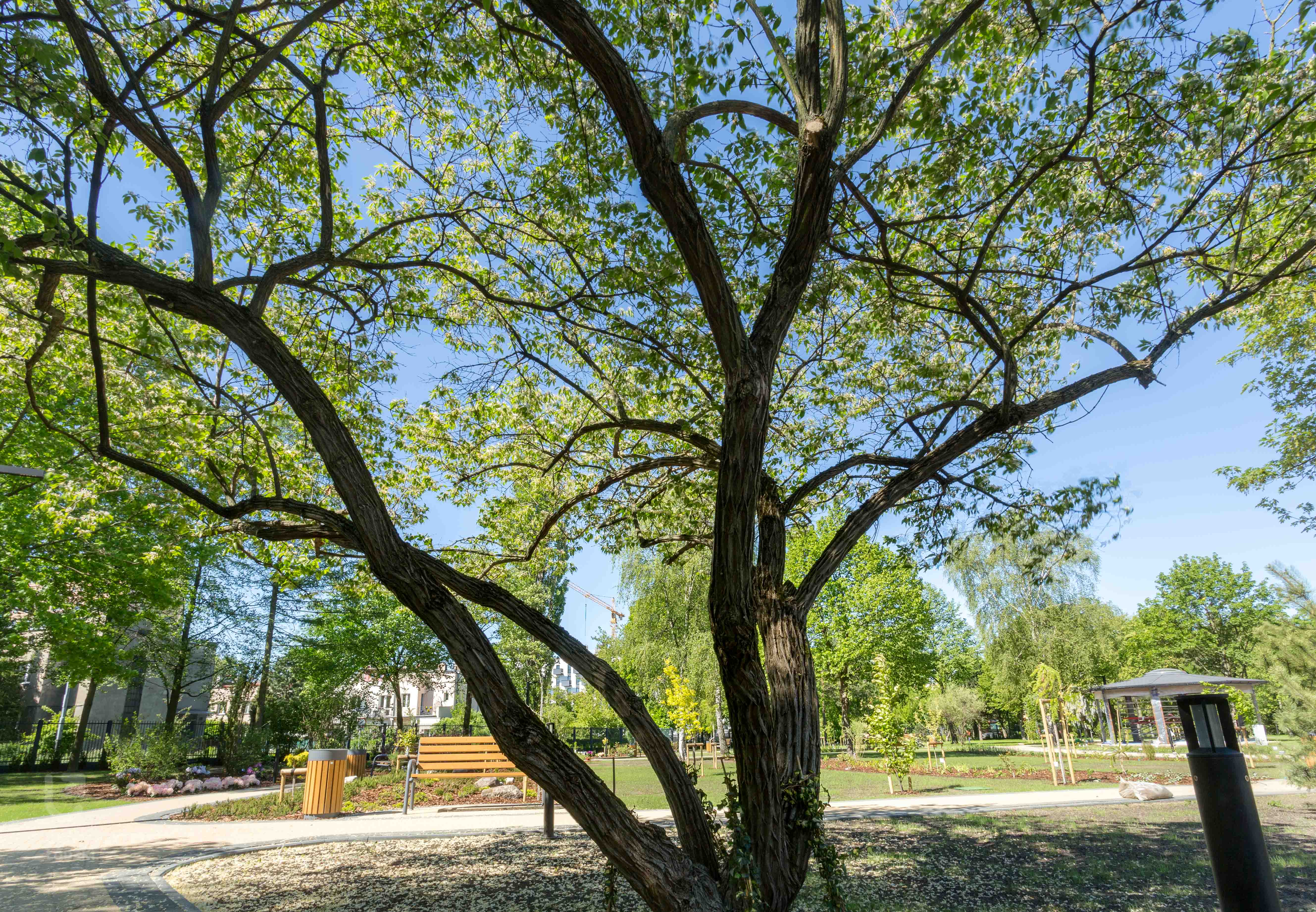 Korona drzewa wiosną